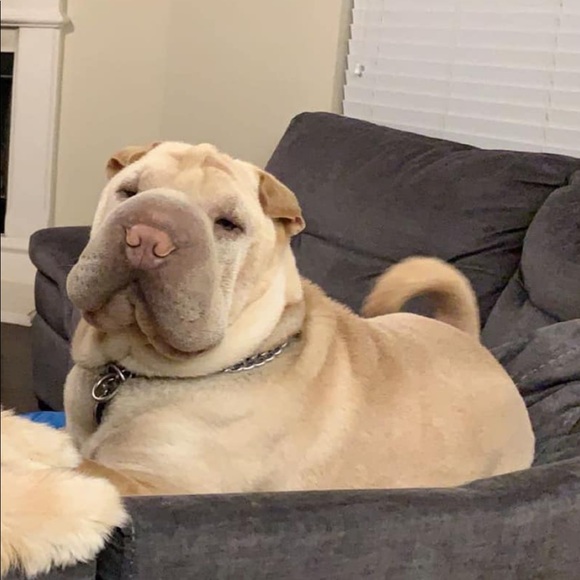 Meet your Posher, Katie - Picture 1 of 1